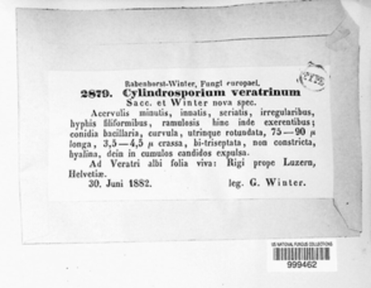 Cylindrosporium veratrinum image